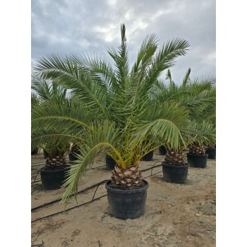 Phoenix canariensis 285/350 LT -5*/-8*